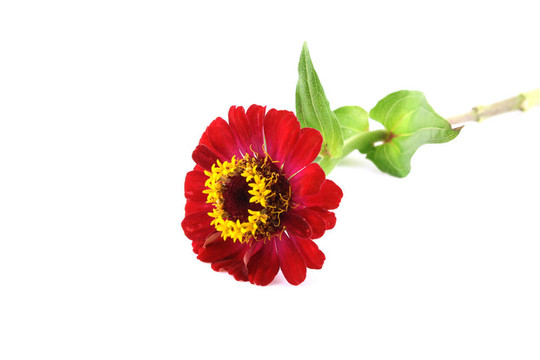 紅色的花（香仙）