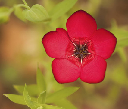具有深景深的充满活力的深红色野花