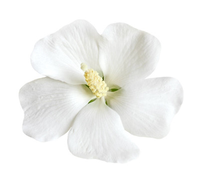 白芙蓉