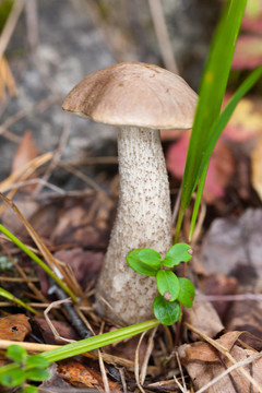 褐蓋牛肝菌