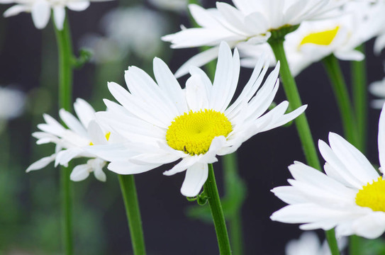 洋甘菊