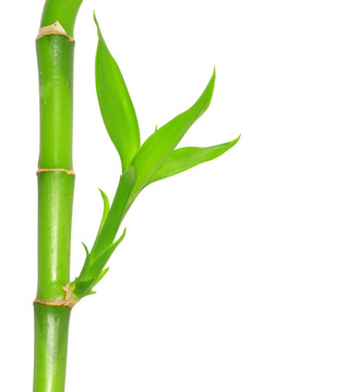 竹