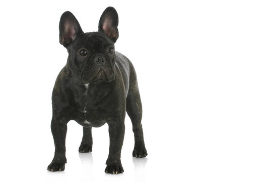 法國(guó)斗牛犬站