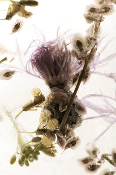凍花。冰立方體上的花