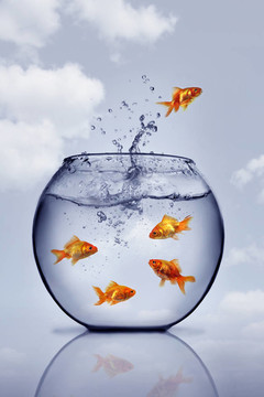 金魚從水里跳出來