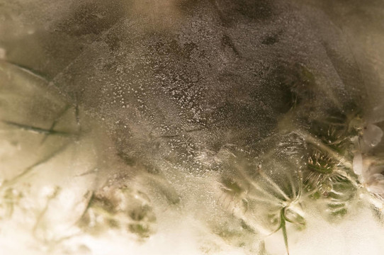 凍花。冰立方體上的花