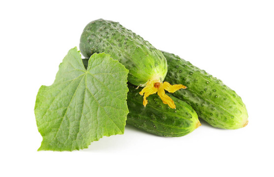黃瓜花