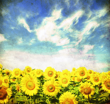 向日葵花田