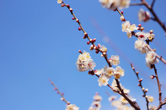 日本梅花