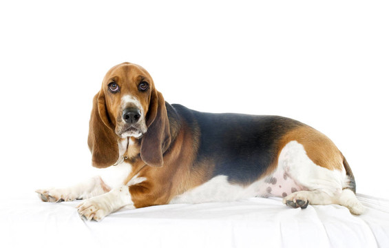 巴塞特獵犬