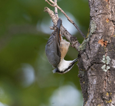 茶腹鳾