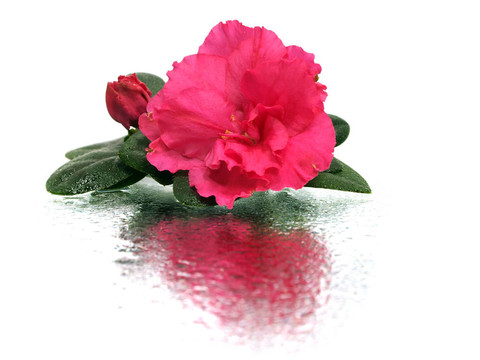 杜鵑花