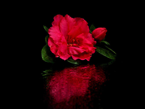 杜鵑花