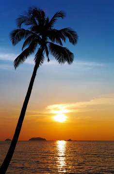 夕陽下的棕櫚樹剪影