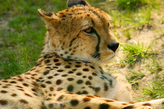 獵豹（獵豹）看