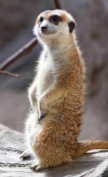 貓鼬授權(quán)項(xiàng)目Suricata suricatta站起來(lái)