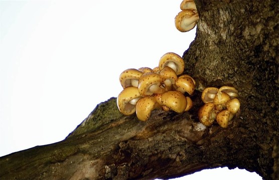 蘑菇面