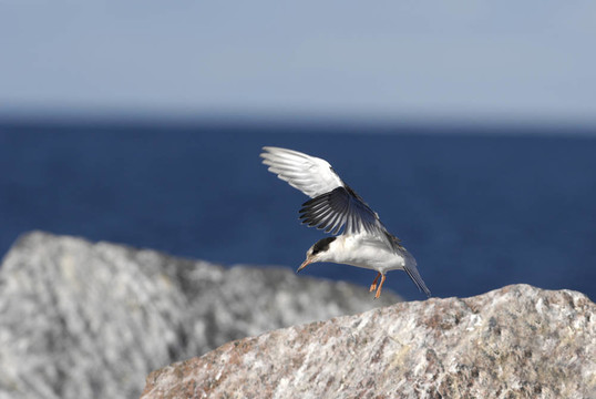 普通燕鷗（Sterna hirundo）在飛行。