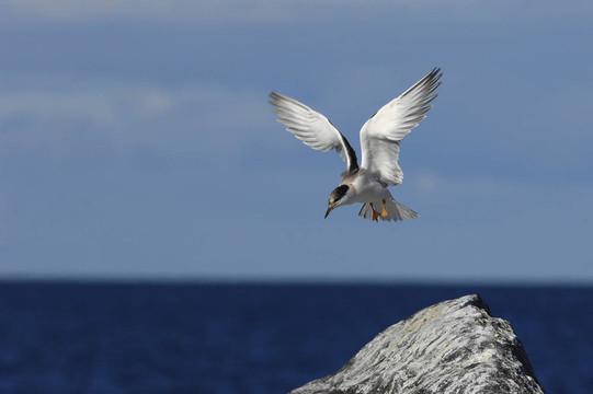 普通燕鷗（Sterna hirundo）在飛行。