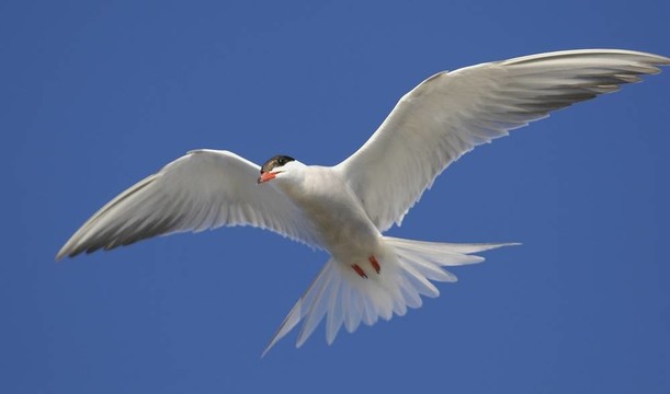 普通燕鷗（Sterna hirundo）在飛行。