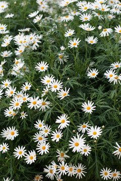 花園里的菊花花