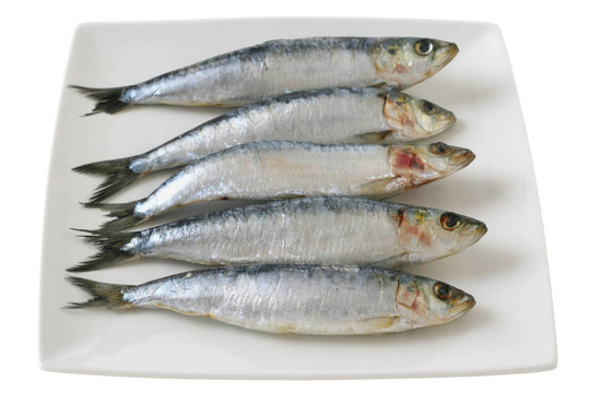 在一片沙丁油魚