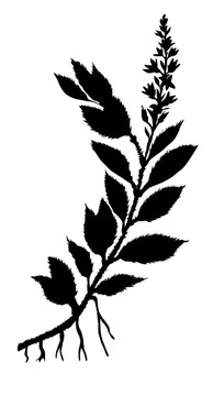 白壩上的剪影場植物