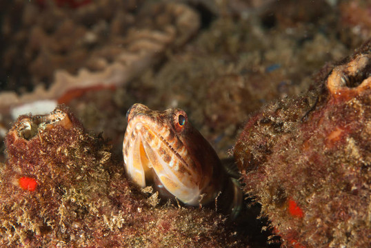 偷窺狗母魚(yú)