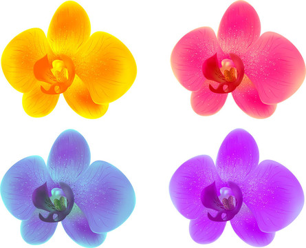 蘭花