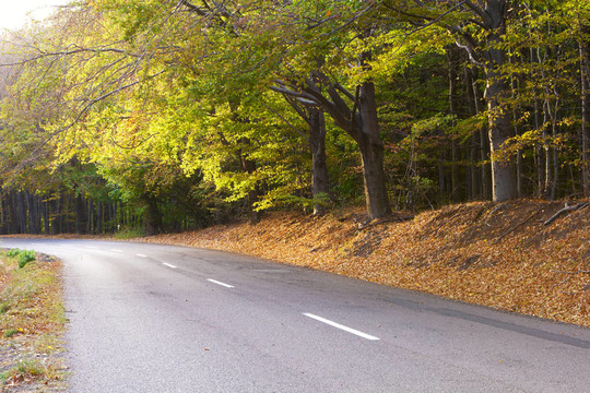 落葉林；蜿蜒道路。
