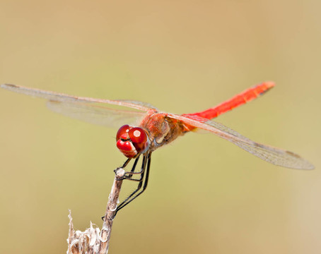 蜻蜓（sympetrum SP）