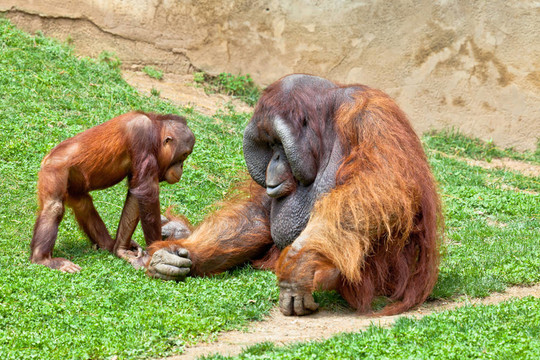 猩猩的Borneo；Pongo Pygmaeus