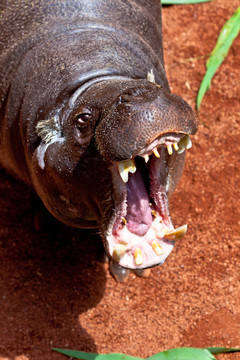 河馬侏儒；Hexaprotodon liberiensis