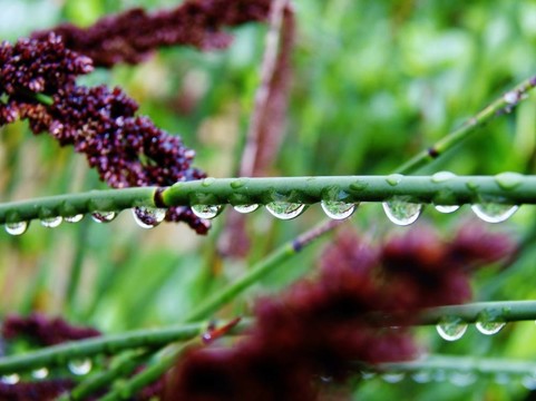 竹草上的雨滴