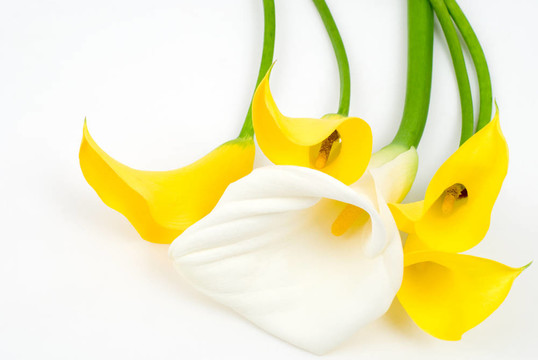 两种颜色的calla lily