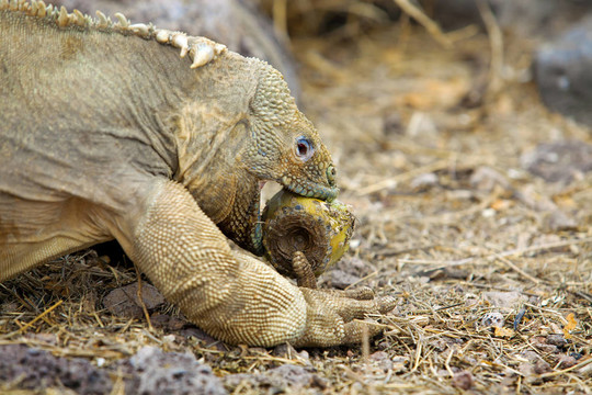 Galapagos土地鬣蜥
