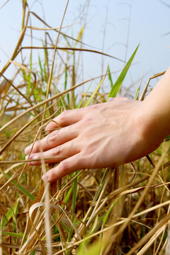 一個(gè)人的手觸摸草地的特寫(xiě)；感覺(jué)自然