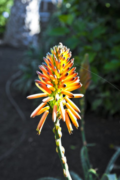 美麗的Aloe Vera flower