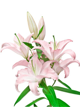 粉色的百合花