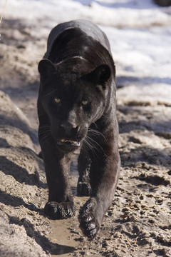 黑色捷豹（Panthera onca）