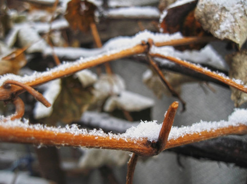 樹枝和樹葉上的第一場(chǎng)雪