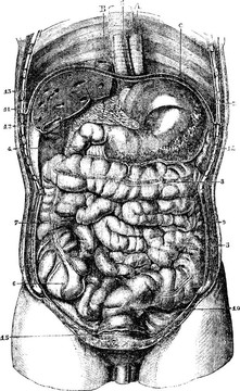 1。食管.2。胃。三.口胃幽門。4。十二指腸。5。小腸。6。盲腸。7。升結(jié)腸。8。橫結(jié)腸癌。9。降結(jié)