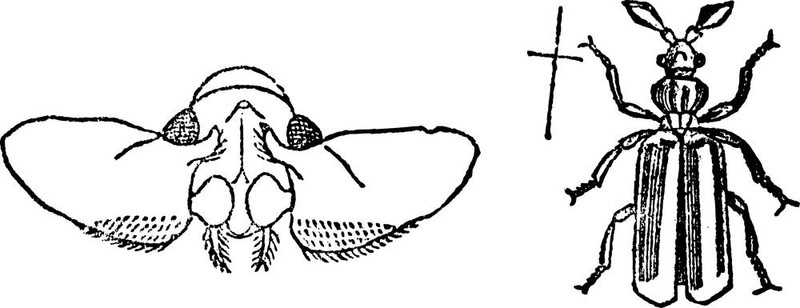 paussus甲蟲；復(fù)古雕刻。