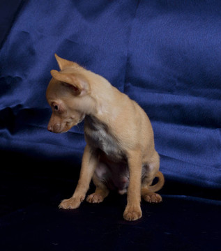 俄羅斯玩具犬