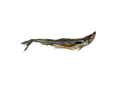 干魚