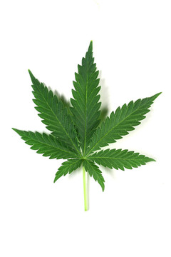 大麻