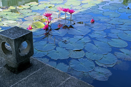 中華寺的池塘