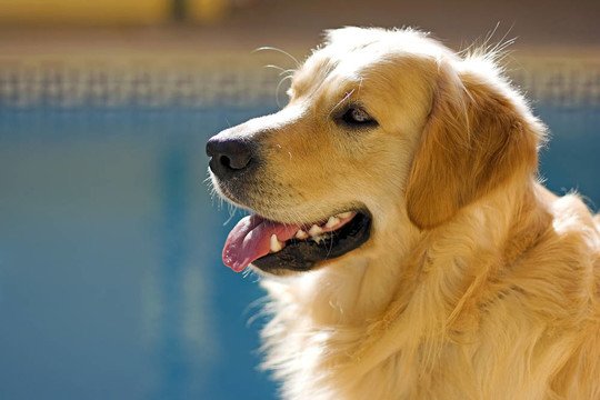 金毛獵犬