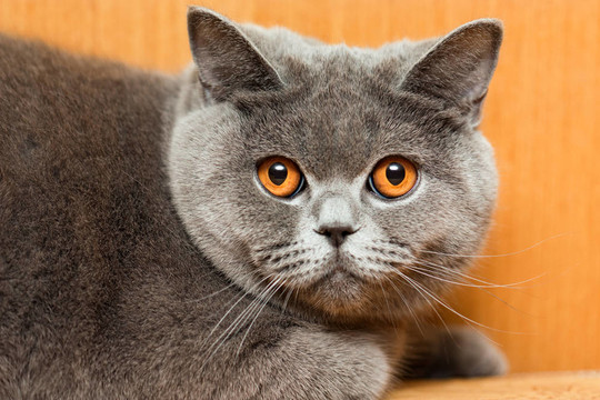 貓的動物