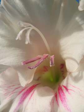Gladiolus；一個(gè)家庭的虹膜
